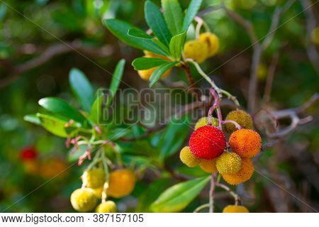 Close Up Of The Strawberry Tree Branch With Fruits