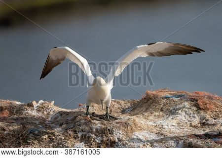 Northern Gannet With Spreadout Wings Landing Near His Mate In A Breeding Colony At Cliffs Of Helgola