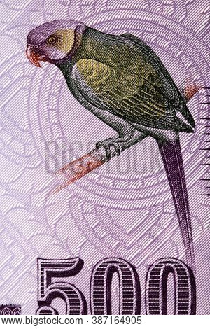 Layard's Parakeet A Portrait From Sri Lankan Money