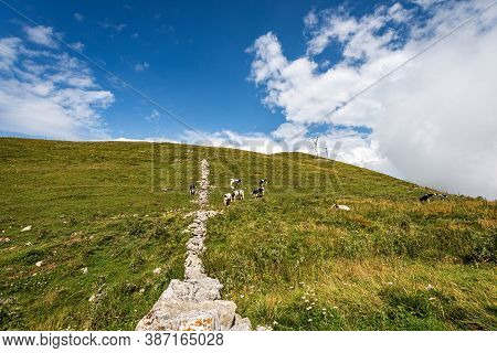 Monte Baldo (baldo Mountain). Green Pastures In Italian Alps With Cows At Summer. Verona Province, V