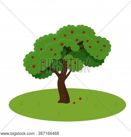 Apple Tree Detailed, Colorful Isolated On White Background Stock Vector Illustration. Organic Fruits