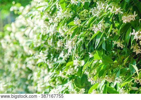 Trachelospermum jasminoides with white flowers