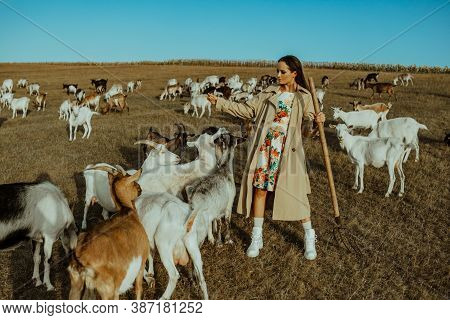 Handsome Female Shepherdess Stands In A Pasture Among A Herd Of Goats And Feeds They.