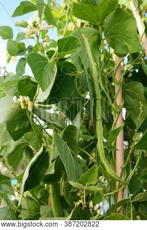 Long Runner Bean, Wey Variety, Among Lush Foliage And White Flowers, Growing In A Vegetable Garden