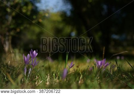 Wild Crocus (crocus Tommasinianus) Blooming In Garden