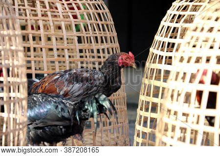 Black Rooster Stand Beside Thai Chicken Coop. It Is Fighting Cock, A Rooster Bred And Trained For Co