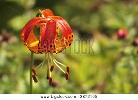 Lilium Pardalinum