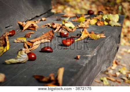 castanhas do Outono