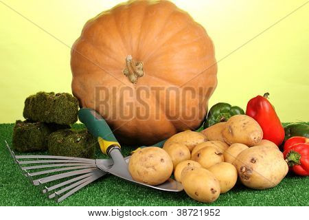 Reif Kartoffeln mit Kürbis und Pfeffer auf Gras auf grünem Hintergrund Nahaufnahme