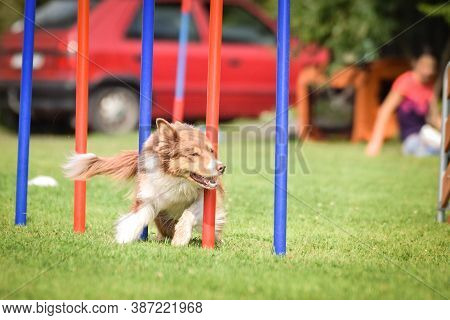Redmerle Border Collie Is Running On Czech Agility Competition Slalom. Prague Agility Competition In