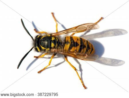 European Wasp German Wasp Or German Yellowjacket Isolateed On White Background In Latin Vespula Germ