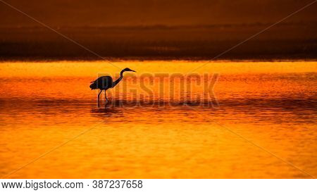 Great Blue Heron Silhouette On Chilika Lake Puri , Odisha India.