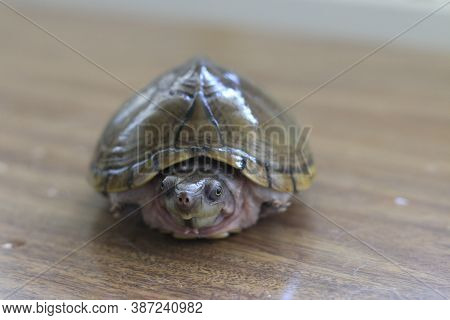 Razorback Musk Turtle Or Sternotherus Carinatus Isolated On Table