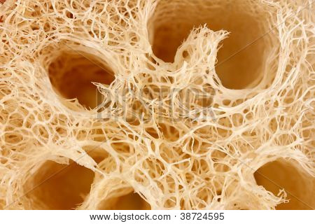 luffa tło