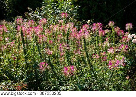 Pink Cleoma Flowering Garden Plant. It Is Also Called Champagne Splash. Beautiful Garden Flower. Clo