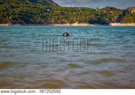 Dog In A Lake Coming Out Of The Water With A Ball