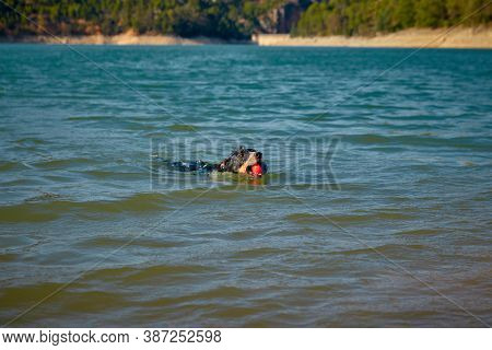 Dog In A Lake Coming Out Of The Water With A Ball