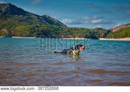 Dog In A Lake Coming Out Of The Water With A Ball