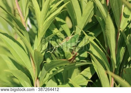 Green Locust Or Big Grasshopper Hides In Green Leaves. Summer. Wildlife. Mimicry. Macro