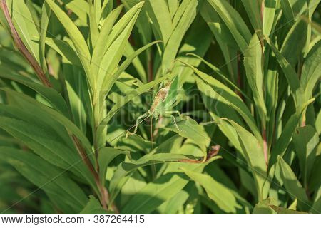 Green locust or big grasshopper hides in green leaves. Summer. Wildlife. Mimicry. Macro