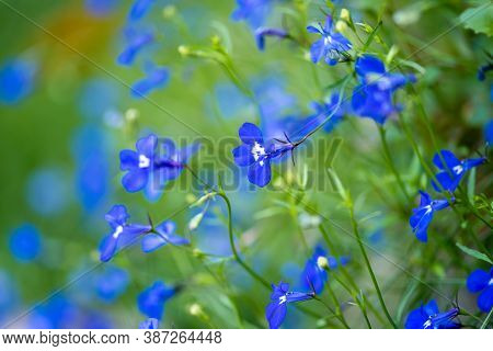Blue Lobelia Lobelia Erinus Closeup In The Garden