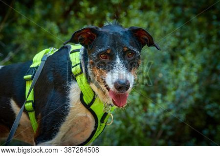 Black And White Dog Posing On Top Of A Stone