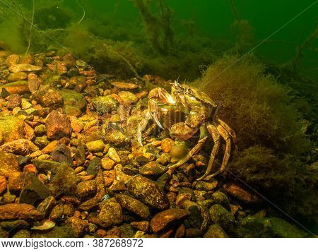 A Closeup Picture Of A Crab In A Beautiful Marine Environment. Picture From Oresund, Malmo In Southe