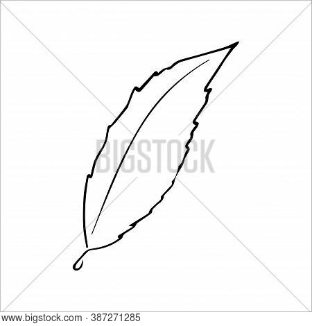 Vector Hand Drawn Doodle Bird-cherry Tree Leaf Icon.
