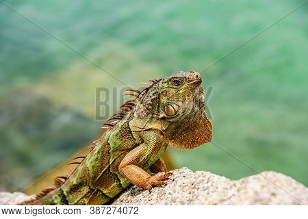 Close Up Head Of Iguana Dragon. Green Iguana, Also Known As The American Iguana, Lizard Of The Genus