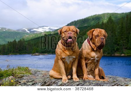 Coppia di Dogue De Bordeaux contro estate Norvegian paesaggio