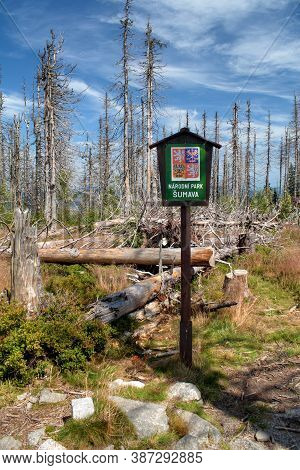 Landscape With Forest - Dead And Fallen Trees And Growing Young Living Trees - Spruce, Sign National