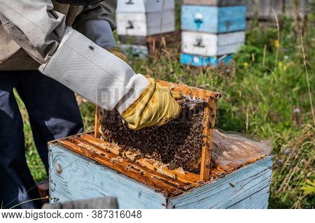 The Beekeeper Looks After Bees, Honeycombs Full Of Honey, In A Protective Beekeepers Suit At Apiary.