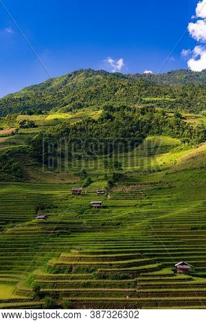 Terraced Rice Fields, Mu Cang Chai, Yen Bai, Vietnam