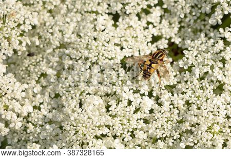 Bombyliidae Fly On A White Flower, Insects Pollinate Flowers Concept