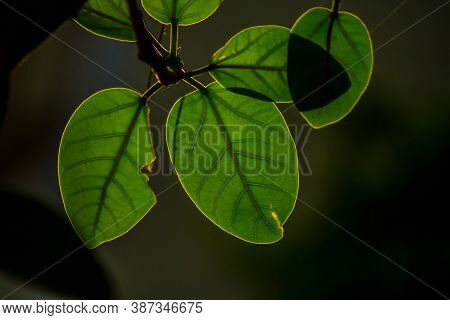 Selective Focus Close Up Of Sunlight Falling On Lush Overlapping Green Leaves Showing Subsurface Sca