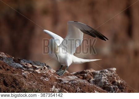 Northern Gannet With Spreadout Wings Land On A Cliff Of Helgoland Island, Germany