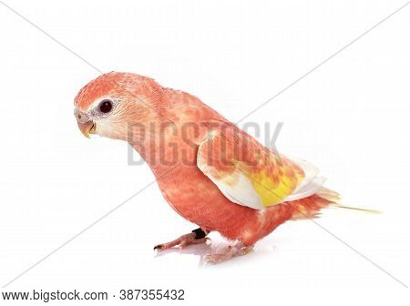 Bourke Parrot In Front Of White Background