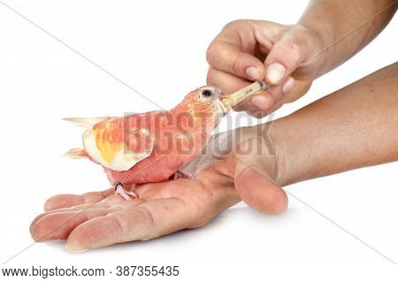 Bourke Parrot In Front Of White Background