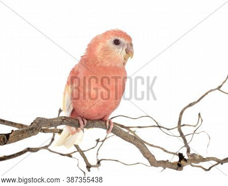 Bourke Parrot In Front Of White Background