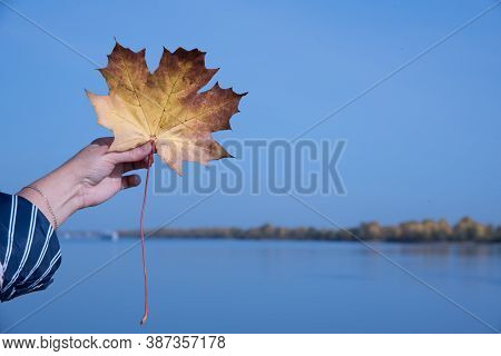 Woman's Hand Holding Yellow And Red Maple Leaf. Blue Sky And River Blurred Background. Fall Nature W