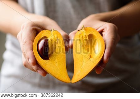 Eggfruit Or Canistel Holding By Hand, Thai Fruit, In Thai Names Such As Xiantao, Lamut Khamen Or Mon