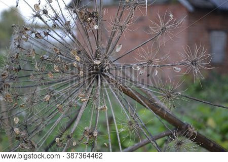 Ripe Seeds Of Sosnovsky Hogweed - Mountain Of The Moscow Region