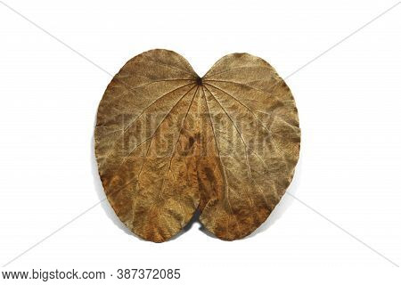 Golden Leaves On A White Background (bauhinia Aureifolia) Or Yandao Is A Rare, Auspicious Vine, Nati