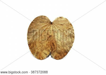 Golden Leaves On A White Background (bauhinia Aureifolia) Or Yandao Is A Rare, Auspicious Vine, Nati