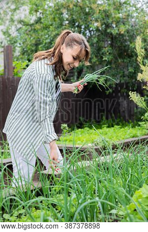 Attractive Smiling Young Brunette Woman Picking Onions Sprouts From Cottage Seedbed In Early Summer 