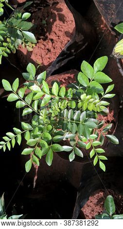 Curry Leaves, Kadi Patta, Curry Tree Also Known As Murraya Koenigi