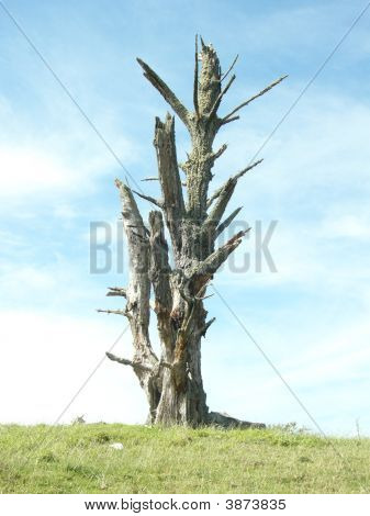 Grande albero, ma non c'è vita