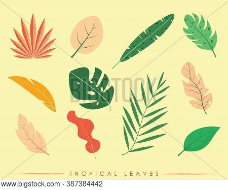 Premium Colorful Tropical Leaf Collection Vector Eps