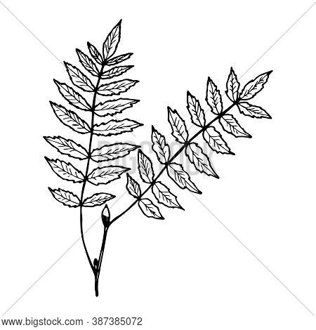 Vector Contour Rowan Leaf. Hand-drawn Outline Sketch Illustration On White Background Isolated. Orna