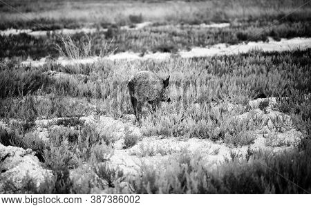 Young Wild Boar Grazing In Swamp At Summer Evening. Black And White Toned Image. High Contrast.